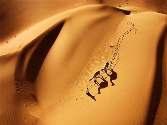 Sa mạc Liwa, Abu Dhabi, UAE: Giữa sa mạc khô cằn là hình ảnh của sự sống.