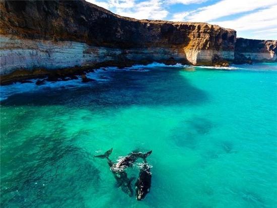 Vịnh Đại Úc, Australia: Hình ảnh những chú cá voi đang bơi gần vách đá Bunda.