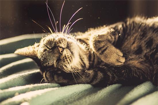 Giấc ngủ mèo: Chỉ cần nhìn đến những hình ảnh ngủ đường của mèo là đủ để làm bạn cảm thấy bình yên và thư giãn. Hãy cùng chúng tôi khám phá những giấc ngủ đáng yêu của các chú mèo trên thế giới đến từ khắp mọi miền.