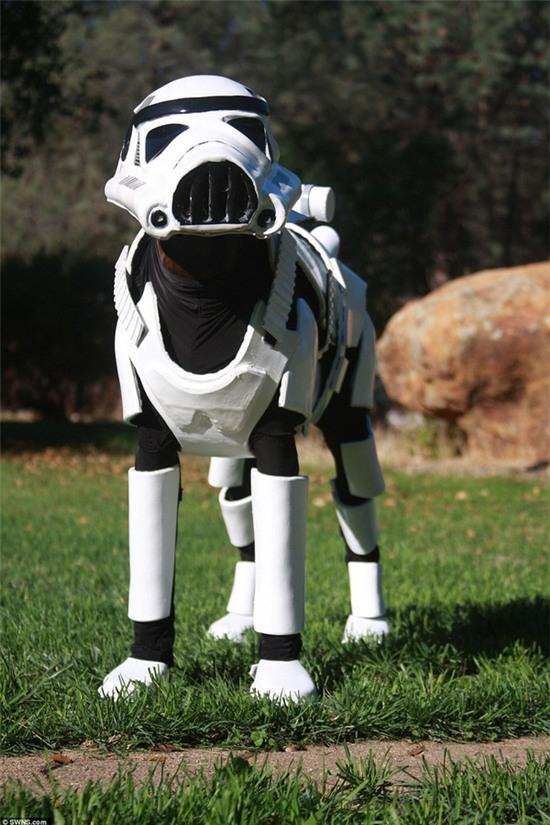 Chú chó đáng yêu hóa thân thành chiến binh Stormtrooper - Ảnh 2.