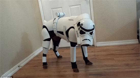 Chú chó đáng yêu hóa thân thành chiến binh Stormtrooper - Ảnh 9.