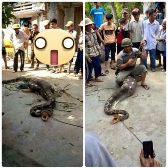 Phẫn nộ hình ảnh trăn khổng lồ nuốt bê ở Quảng Nam bị giết hại dã man