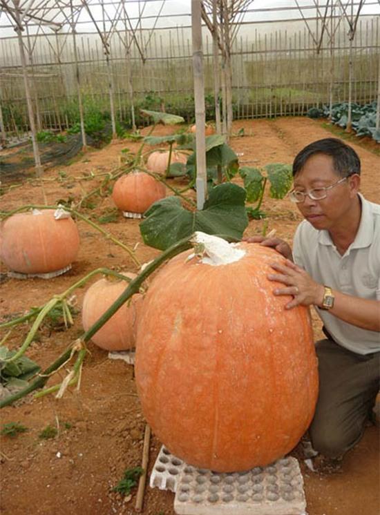  Quả bí ngô khổng lồ nặng 80 kg của ông Lê Hữu Phan được trồng trong nhà kính ở Đà Lạt. Hạt giống có nguồn gốc từ Mỹ. (Ảnh: Người Lao động) 