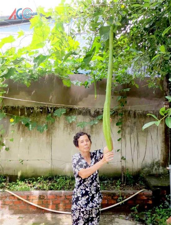  Năm 2014, giàn mướp của một gia đình tại thị trấn Phú Hòa, Thoại Sơn bất ngờ ra nhiều trái và điều kỳ lạ là những trái mướp này rất dài. Bình quân mỗi trái dài hơn 1 m, trái dài nhất là khoảng 1,3 m. (Ảnh: Báo An Giang) 