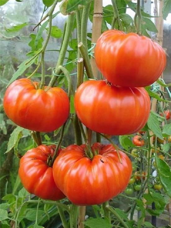  Vườn cà chua của bà Phạm Thị Thu Cúc ở Lâm Đồng, cho mỗi trái nặng với khối lượng từ 600 g - 1 kg, gấp 15-20 lần so với loại thường. Vườn cà chua của bà Cúc trồng giống mới xuất xứ từ Hà Lan. Tuy nhiên, sản phẩm này gặp khó khăn trong vấn đề tiêu thụ. (Ảnh: VNN) 
