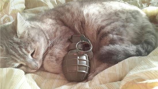 IS dùng ảnh mèo ôm bom để dụ dỗ các tân binh - Ảnh 2.