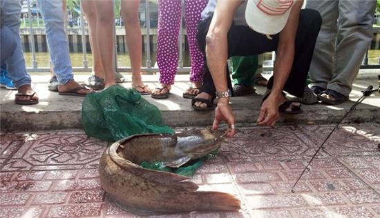 Câu cá trê 'khủng' 7 kg trên kênh Nhiêu Lộc