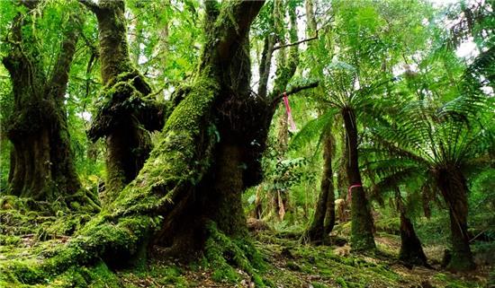 Rừng Tarkine, Australia: Nằm trên đảo Tasmania biệt lập, rừng Tarkine đã bén rễ trên trái đất từ cách đây 300 triệu năm. Đây là dải rừng ôn đới lớn thứ hai trên thế giới và là nơi có những cây thông Huon 3.000 tuổi. Ngoài ra, rừng còn có nhiều khung cảnh tuyệt đẹp, những thân cây rậm rạp bao phủ các ngọn đồi, thác nước và khe núi hùng vĩ. Du khách có thể đăng ký các chuyến đi tới những khu vực đẹp nhất của rừng. Ảnh: Australiantraveller.