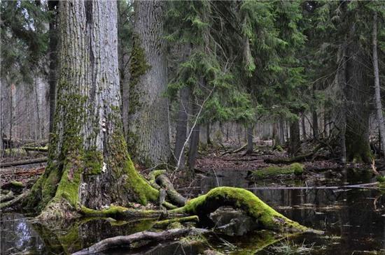 Rừng Bialowieza, Ba Lan và Belarus: Bialowiza là khoảng cuối cùng của rừng cổ trên lục địa này. Hơn 1.400 km2 được phủ kín với những cây vân sam Na Uy, thích, bạch dương, sồi và thông. Khu rừng này đã tồn tại hơn 7.000 năm. Ảnh: Prezi.