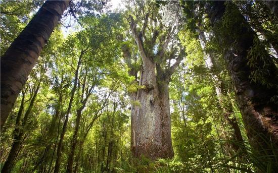 Rừng Waipoua, New Zealand: Khoảng rừng nằm trên đảo Bắc của New Zeland phát triển mà không có sự can thiệp của con người cho tới tận khi người Maori xuất hiện vào thế kỷ 12. Những cây Kauri hơn 2.000 năm tuổi này là dấu vết cuối cùng của khu rừng thời còn nguyên sơ. Ngoài tham quan rừng, du khách có thể đăng ký tour ngắm đom đóm ở các hang động trên sông Waipuoa. Ảnh: Roughguides.