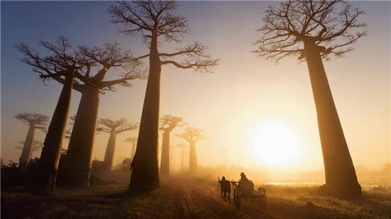 Rừng Baobab, Madagascar và Nam Phi: Xuất hiện ở đây từ thời con người chưa thành hình, những cây Baobab là biểu tượng của châu Phi. Không ai biết chắc chắn chúng đã bao nhiêu tuổi (vì thân không có vòng gỗ). Theo phương pháp carbon, những cây Baobab này dao động từ 1.000 tới 6.000 năm tuổi. Để bảo vệ chúng, chính phủ các nước đã lập ra các khu bảo tồn nhằm thu lợi từ du lịch sinh thái hơn là chặt bỏ cây.