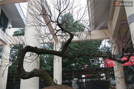 Đào đá 100 năm tuổi được hét giá 30.000 USD ở Hà Nội - Ảnh 1.