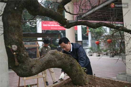 Đào đá 100 năm tuổi được hét giá 30.000 USD ở Hà Nội - Ảnh 2.