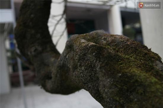 Đào đá 100 năm tuổi được hét giá 30.000 USD ở Hà Nội - Ảnh 3.