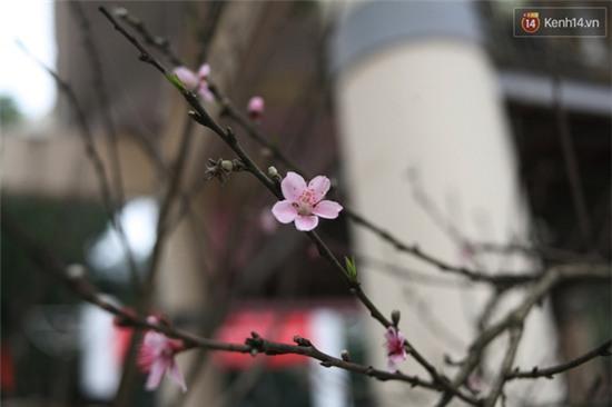 Đào đá 100 năm tuổi được hét giá 30.000 USD ở Hà Nội - Ảnh 6.