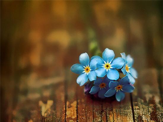 Điệu Valse mùa xuân tình yêu