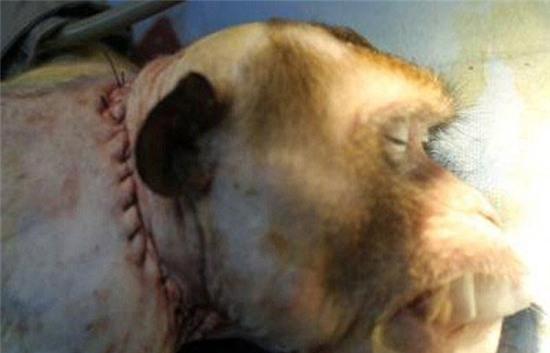 Hình ảnh con khỉ được ghép đầu được nhóm nghiên cứu công bố sau ca phẫu thuật.