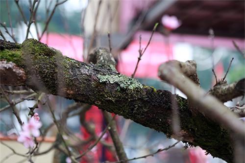 chiem nguong dao da sapa co gia 300 trieu o ha noi - 4