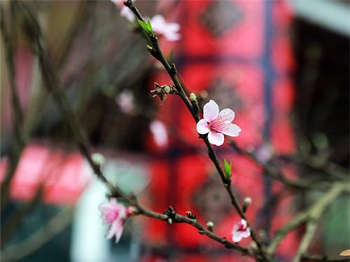 chiem nguong dao da sapa co gia 300 trieu o ha noi - 5