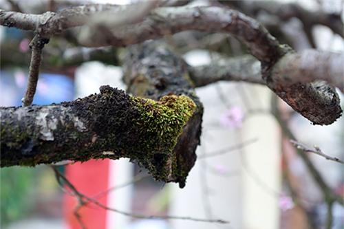 chiem nguong dao da sapa co gia 300 trieu o ha noi - 7