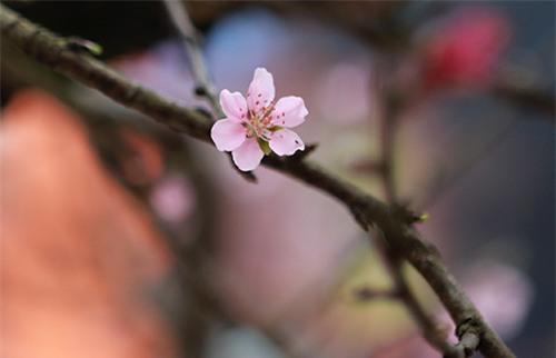 chiem nguong dao da sapa co gia 300 trieu o ha noi - 8