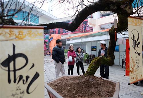 chiem nguong dao da sapa co gia 300 trieu o ha noi - 9