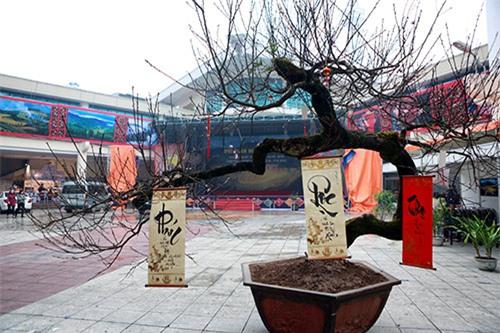 chiem nguong dao da sapa co gia 300 trieu o ha noi - 1