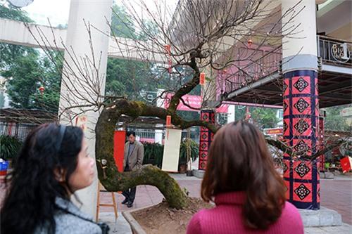 chiem nguong dao da sapa co gia 300 trieu o ha noi - 10