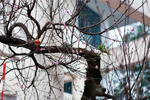 chiem nguong dao da sapa co gia 300 trieu o ha noi - 2