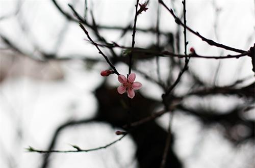 chiem nguong dao da sapa co gia 300 trieu o ha noi - 3