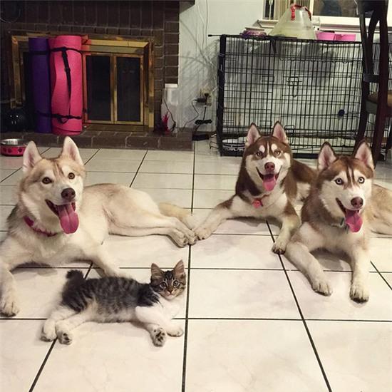 Cuộc sống hạnh phúc của bé mèo cứ nghĩ mình là chó bên gia đình Husky - Ảnh 12.