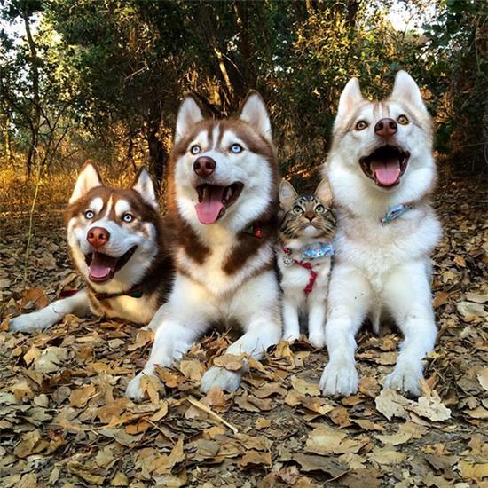 Cuộc sống hạnh phúc của bé mèo cứ nghĩ mình là chó bên gia đình Husky - Ảnh 13.