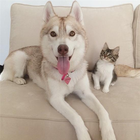 Cuộc sống hạnh phúc của bé mèo cứ nghĩ mình là chó bên gia đình Husky - Ảnh 6.