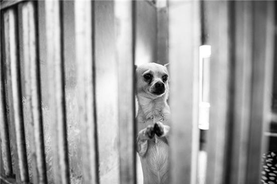 chú chó cháp tay càu khản duọc nhạn nuoi hinh anh 1