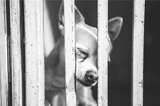 chú chó cháp tay càu khản duọc nhạn nuoi hinh anh 3