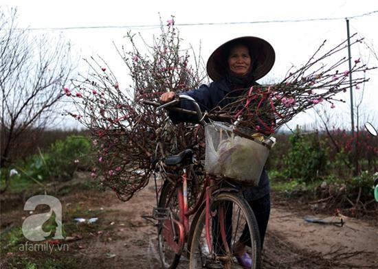 đào nhật tân