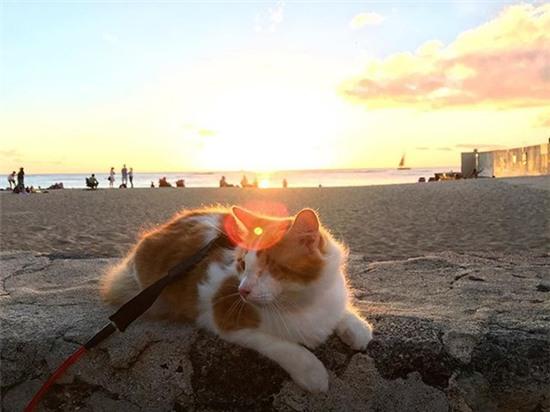 Soái miu một mắt đầu đội trời chân đạp ván lướt sóng cực ngầu - Ảnh 13.