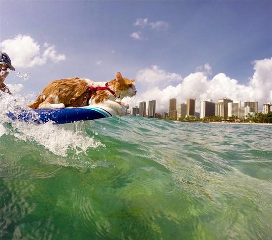 Soái miu một mắt đầu đội trời chân đạp ván lướt sóng cực ngầu - Ảnh 4.