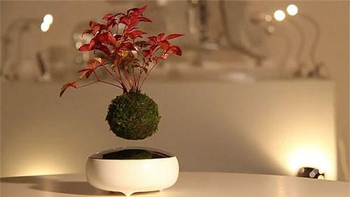 video: thich thu voi cay lo lung giua khong trung hinh anh 2