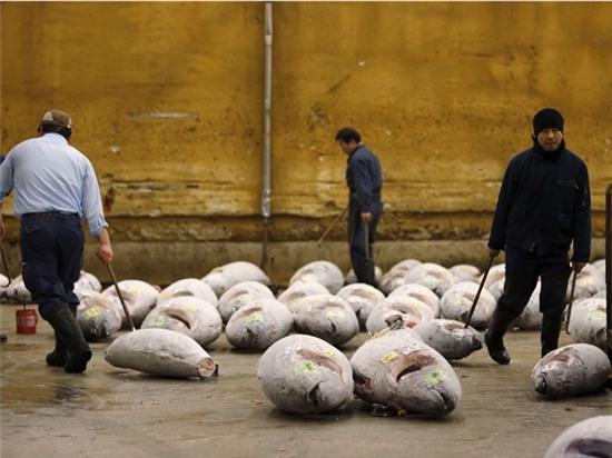 Chợ cá lớn nhất thế giới ở Nhật