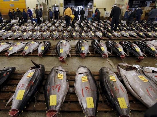 Chợ cá lớn nhất thế giới ở Nhật