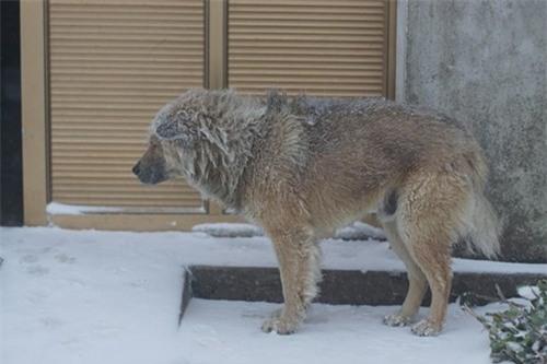 Hình ảnh chú chỏ co ro ngoài trời mưa tuyết khiến nhiều người không thể cầm lòng. (Nguồn ảnh: Tùng DQ)