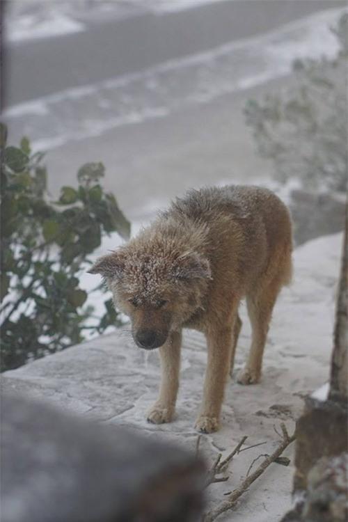 Biết tin chú chó đã được người chủ mở cửa cho vào nhà khiến nhiều người thở phào. (Nguồn ảnh: Tùng DQ)