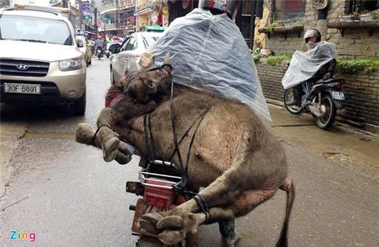 Gần 2.000 con gia súc chết trong đợt rét kỷ lục