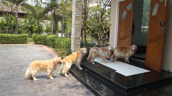 Hình ảnh đàn chó xếp hàng để chờ được rửa chân trước khi bước vào nhà gây sốt - Ảnh 2.