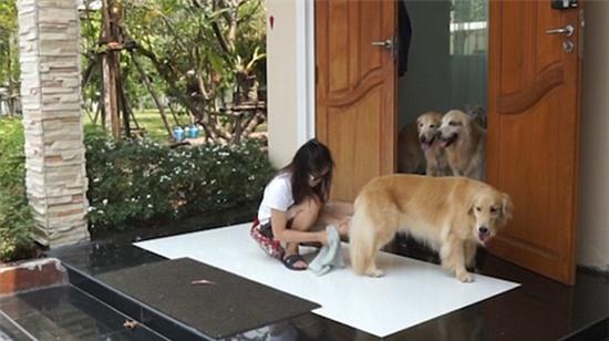 Hình ảnh đàn chó xếp hàng để chờ được rửa chân trước khi bước vào nhà gây sốt - Ảnh 4.