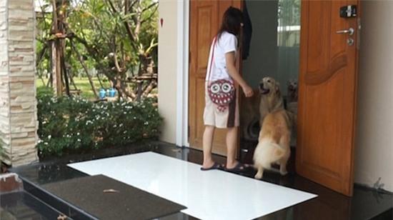 Hình ảnh đàn chó xếp hàng để chờ được rửa chân trước khi bước vào nhà gây sốt - Ảnh 5.