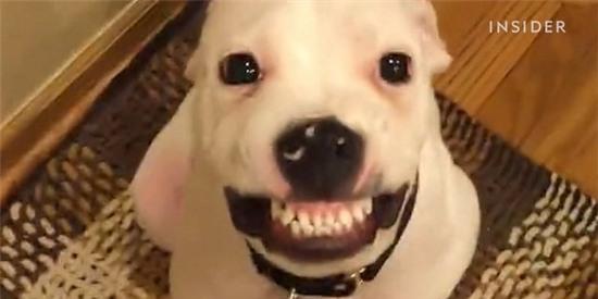 Chú chó đáng yêu này có một chiếc răng cười toát lên niềm hạnh phúc khi được ăn pho mát. Cùng xem ảnh để chứng kiến khoảnh khắc đáng yêu của chú ấy.