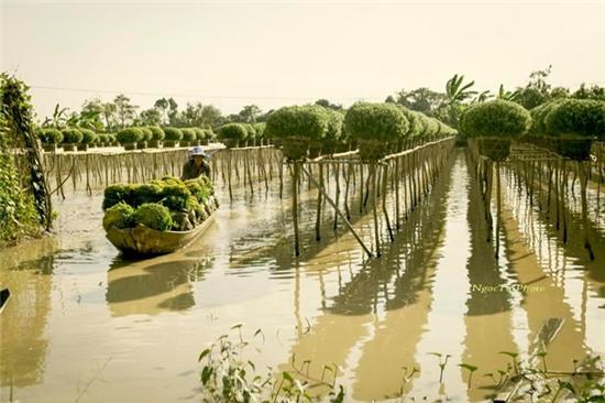 Sắc xuân rực rỡ ở làng hoa Sa Đéc