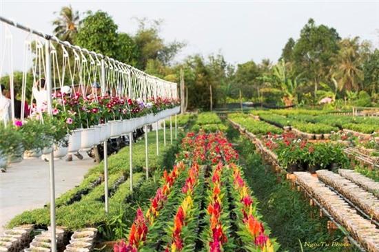 Sắc xuân rực rỡ ở làng hoa Sa Đéc
